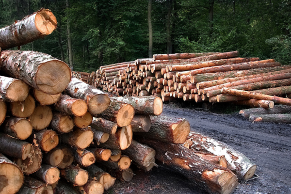 Forestry upswing